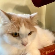 Cat Cafe Yoshineko Fukuoka