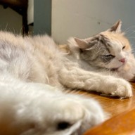 Cat Cafe Yoshineko Fukuoka