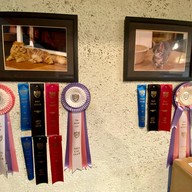 Cat Cafe Yoshineko Fukuoka