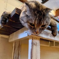 Cat Cafe Yoshineko Fukuoka