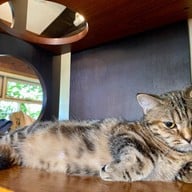 Cat Cafe Yoshineko Fukuoka