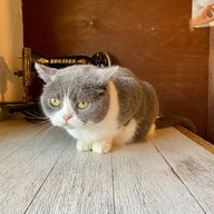 Cat Cafe Yoshineko Fukuoka
