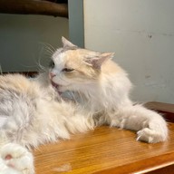 Cat Cafe Yoshineko Fukuoka