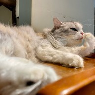 Cat Cafe Yoshineko Fukuoka