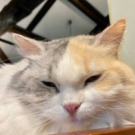 Cat Cafe Yoshineko Fukuoka