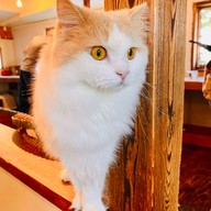 Cat Cafe Yoshineko Fukuoka