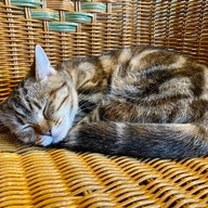 Cat Cafe Yoshineko Fukuoka