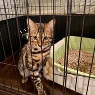 Cat Cafe Yoshineko Fukuoka