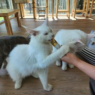 Catera Cat Cafe -