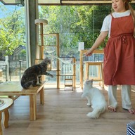 Catera Cat Cafe -