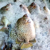 สมิหลาวิว