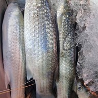 สมิหลาวิว