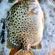 สมิหลาวิว