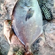 สมิหลาวิว