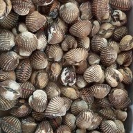 สมิหลาวิว