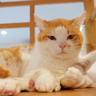 Little Zoo Cafe Onnut Plaza