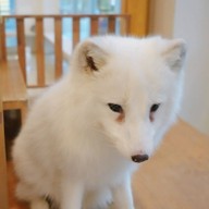 Little Zoo Cafe Onnut Plaza