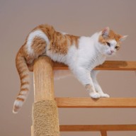 Little Zoo Cafe Onnut Plaza