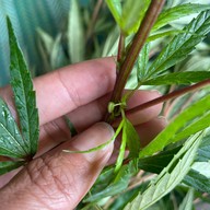 โจรสลัดชุมพร (Pirates Terrace) ไพเรซ เทอร์เรซ