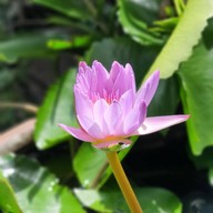 บรรยากาศ ก๋วยเตี๋ยวเป็ด ป.เป็ดพะโล้ ลาดพร้าว130 -