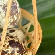 Bubble in the forest cafe