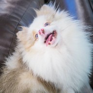 Dog City Cafe พระราม 3
