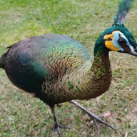 อุทยานแห่งชาติแม่ปืม