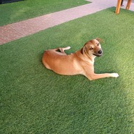 บรรยากาศ Sabaijai Nai Cafe