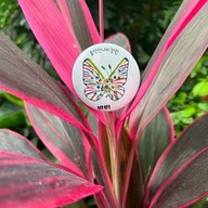 ข้าวขาหมูตุ๋นเห็ดหอมคุณสา-ข้าวต้มปลา ร่มเกล้า