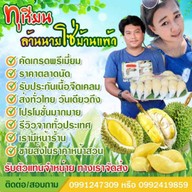 นายโซ่ทุเรียนบ้านแพ้ว บ้านแพ้ว