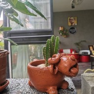 นัดชา กาแฟสด