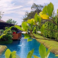 Bubble in the forest cafe