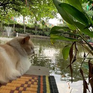 กาแฟข้างวัด