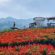 สวนดอกไม้ป้างฮวา