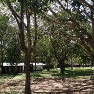 บรรยากาศ ผากล้วยไม้ (ลานกางเต็นท์ )