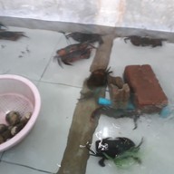 ร้านอาหารวิสาหกิจชุมชนคนหินร่ม 1