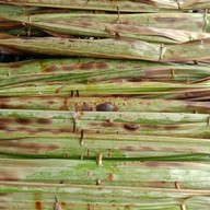 ก๋วยเตี๋ยวไก่ตุ๋นอบโอ่งมังกร ซ.น้องเปิ้ล