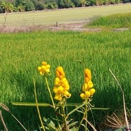 ครัวอุดร ป้าจิตรเจ้าเก่า ครัวอุดรป้าจิตร