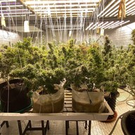 Enjoy Weed กัญชาออแกนิค (OG Cannabis) Enjoy Weed
