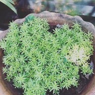 Brook Coffee - Chumphon