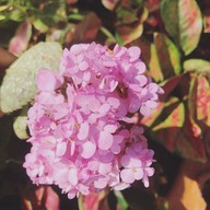 Brook Coffee - Chumphon