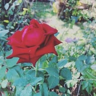 Brook Coffee - Chumphon