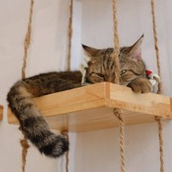 บรรยากาศ Cat’n Me Home Cafe