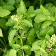 บ้านกะเพรา โนนตุ่น