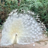 พิพิธภัณฑ์บ้านไร่กาแฟ โรงคั่วกาแฟ