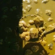 นายฟาร์มไก่ต้มน้ำปลาเป็ดพะโล้(กาดวรุณ) กาดวรุณ