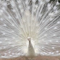 พิพิธภัณฑ์บ้านไร่กาแฟ โรงคั่วกาแฟ