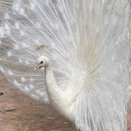 พิพิธภัณฑ์บ้านไร่กาแฟ โรงคั่วกาแฟ