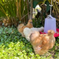 เมนูของร้าน kumii cafe