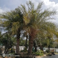 บรรยากาศ Café Amazon ปตท.ชะอวด